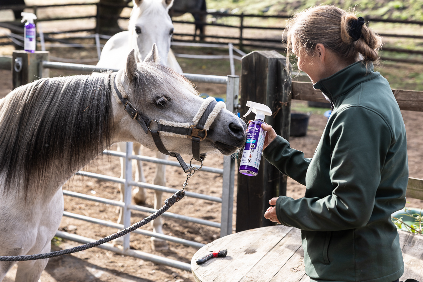 Leucillin og en hest